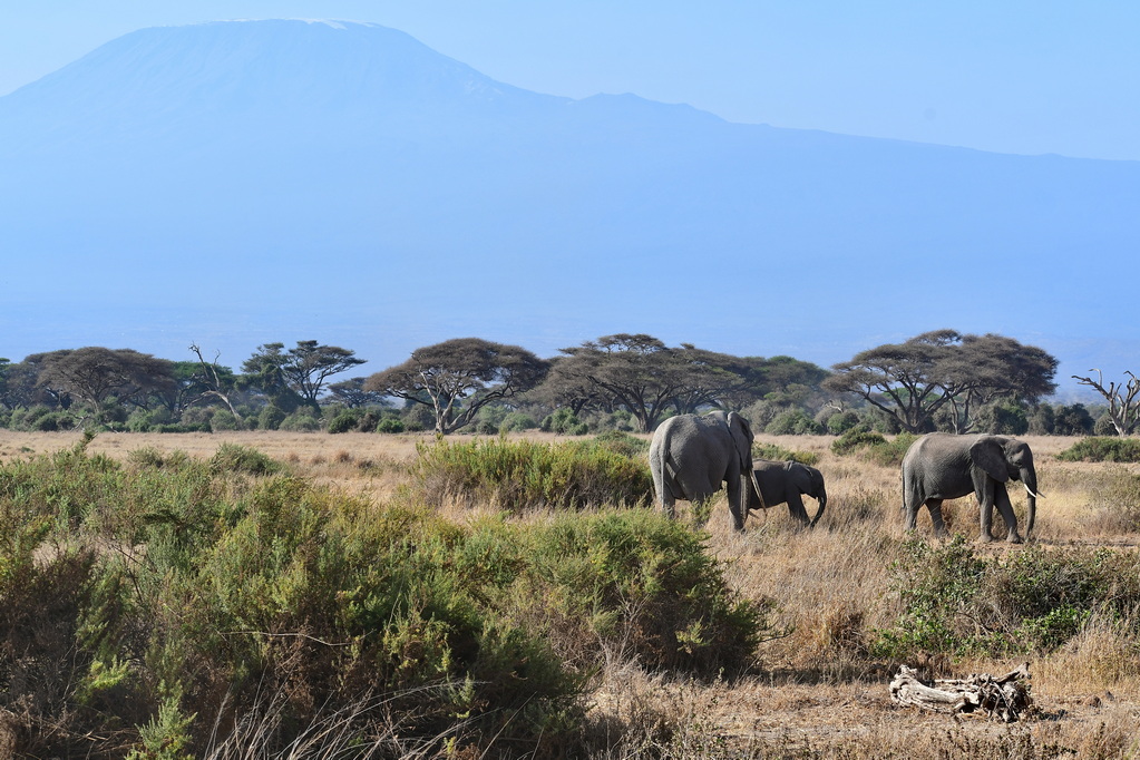 Amboseli Nat. Reserve